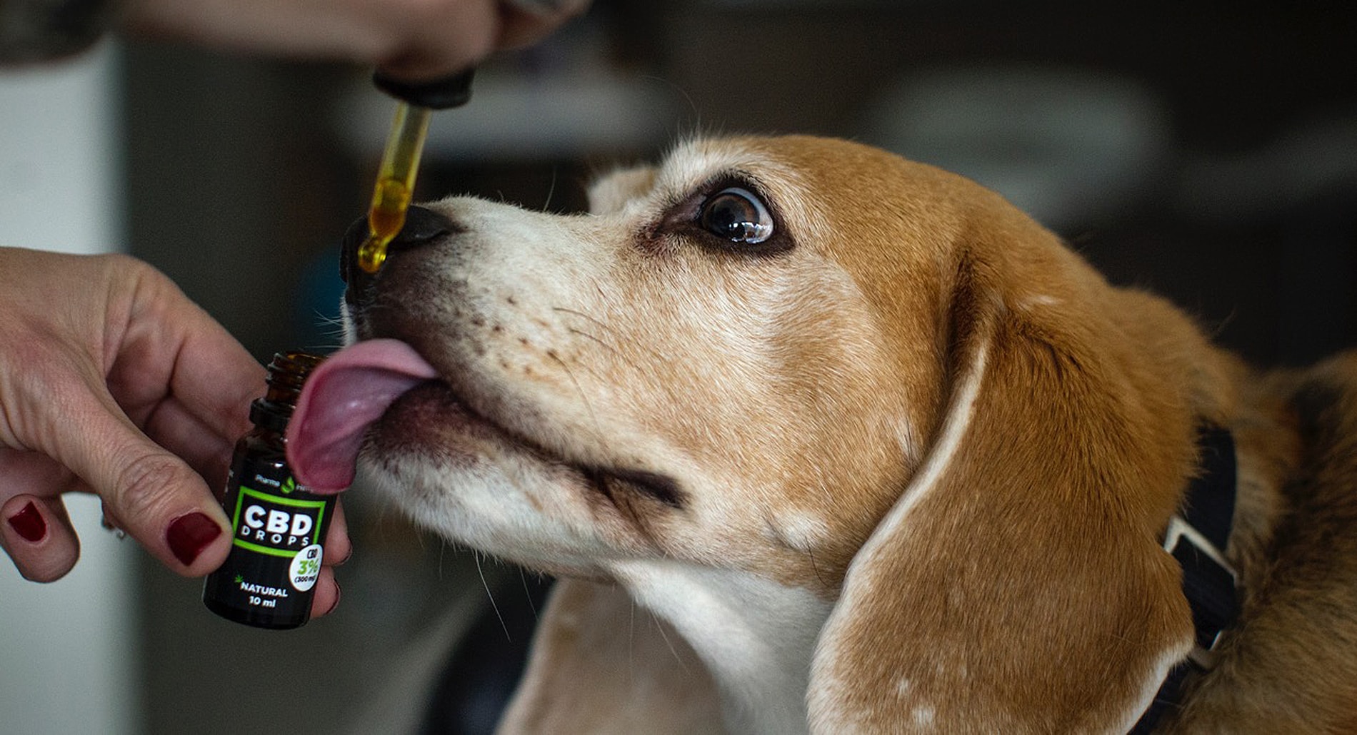 Dog hemp oil