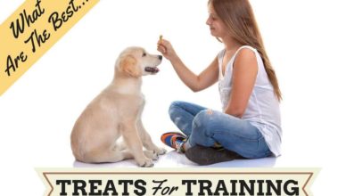Effectiveness Of Dog Training Treats and How To Use Them?