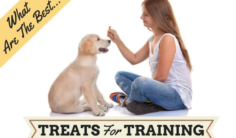 Effectiveness Of Dog Training Treats and How To Use Them?